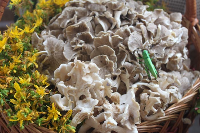 Leht-kobartorik Grifola frondosa